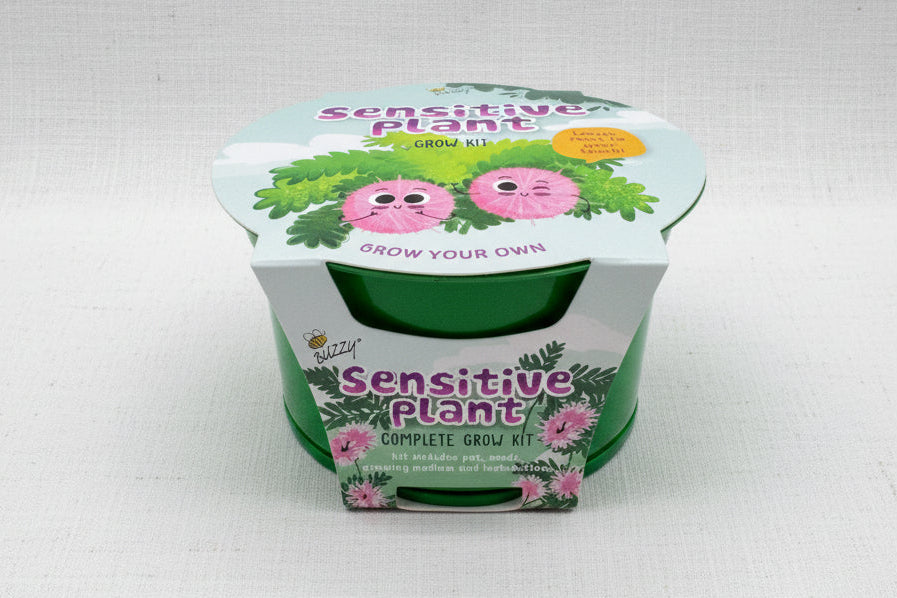Sensitive Plant growing kit in pail